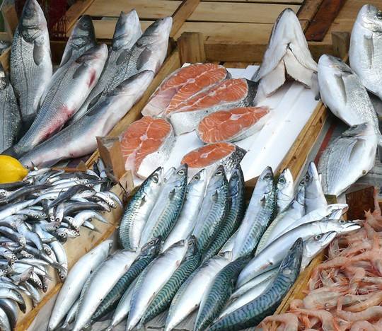 海魚